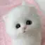 S.のプロフィール画像