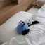 Mayuのプロフィール画像