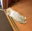 まろちゃんのプロフィール画像