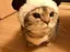せなのプロフィール画像