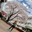 さきのプロフィール画像