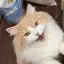 いんなーこんくのプロフィール画像