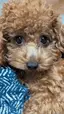うりのプロフィール画像