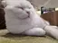 小雪のプロフィール画像