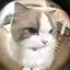 まるのプロフィール画像
