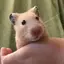 めいのプロフィール画像