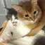 ねこのプロフィール画像