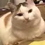 ayanoのプロフィール画像