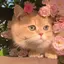 ☆みーたん☆のプロフィール画像