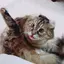 miのプロフィール画像