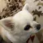 かのんのプロフィール画像