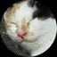 静香のプロフィール画像