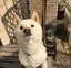 あへ゛のプロフィール画像