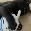 Blueのプロフィール画像