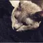 田中 明日香のプロフィール画像