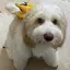 ふぁっじのプロフィール画像
