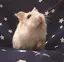 みぃのプロフィール画像