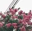 愛香のプロフィール画像