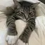 さえさえのプロフィール画像