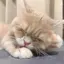 aのプロフィール画像
