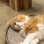 Sのプロフィール画像