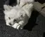 コイズミのプロフィール画像