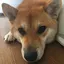 みんみんのプロフィール画像