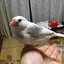 大福のプロフィール画像
