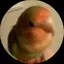 プチサイズのプロフィール画像