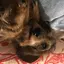 わんさまのプロフィール画像