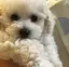 ( ¨̮ )のプロフィール画像