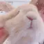 こゆきのプロフィール画像