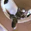 ビドリヤのプロフィール画像