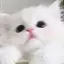 ゆきにゃのプロフィール画像