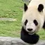 ちざるのプロフィール画像