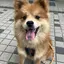 まるこのプロフィール画像
