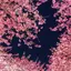 Rinのプロフィール画像