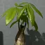 パキラのプロフィール画像