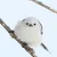 きょのプロフィール画像