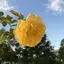 ひかりのプロフィール画像