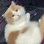 めたものプロフィール画像
