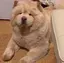 aiRiのプロフィール画像