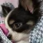 コハクのプロフィール画像