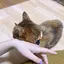 さいちゃんのプロフィール画像