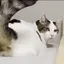 みーのプロフィール画像