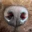 𝕞𝕚𝕨𝕒 ෆのプロフィール画像