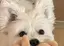 めろのプロフィール画像