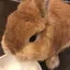 沙織のプロフィール画像