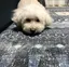 じーまのプロフィール画像