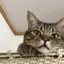 ブルーのプロフィール画像